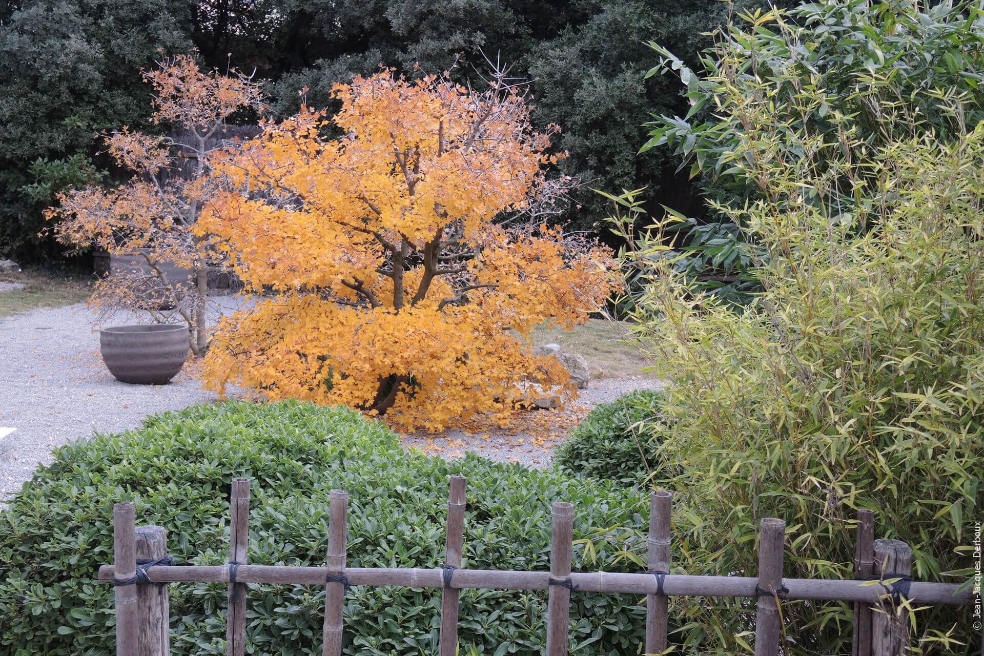 Jardin inspiration japonaise, érable de Montpellier, couleur d’automne, bambous, pots décoratifs.