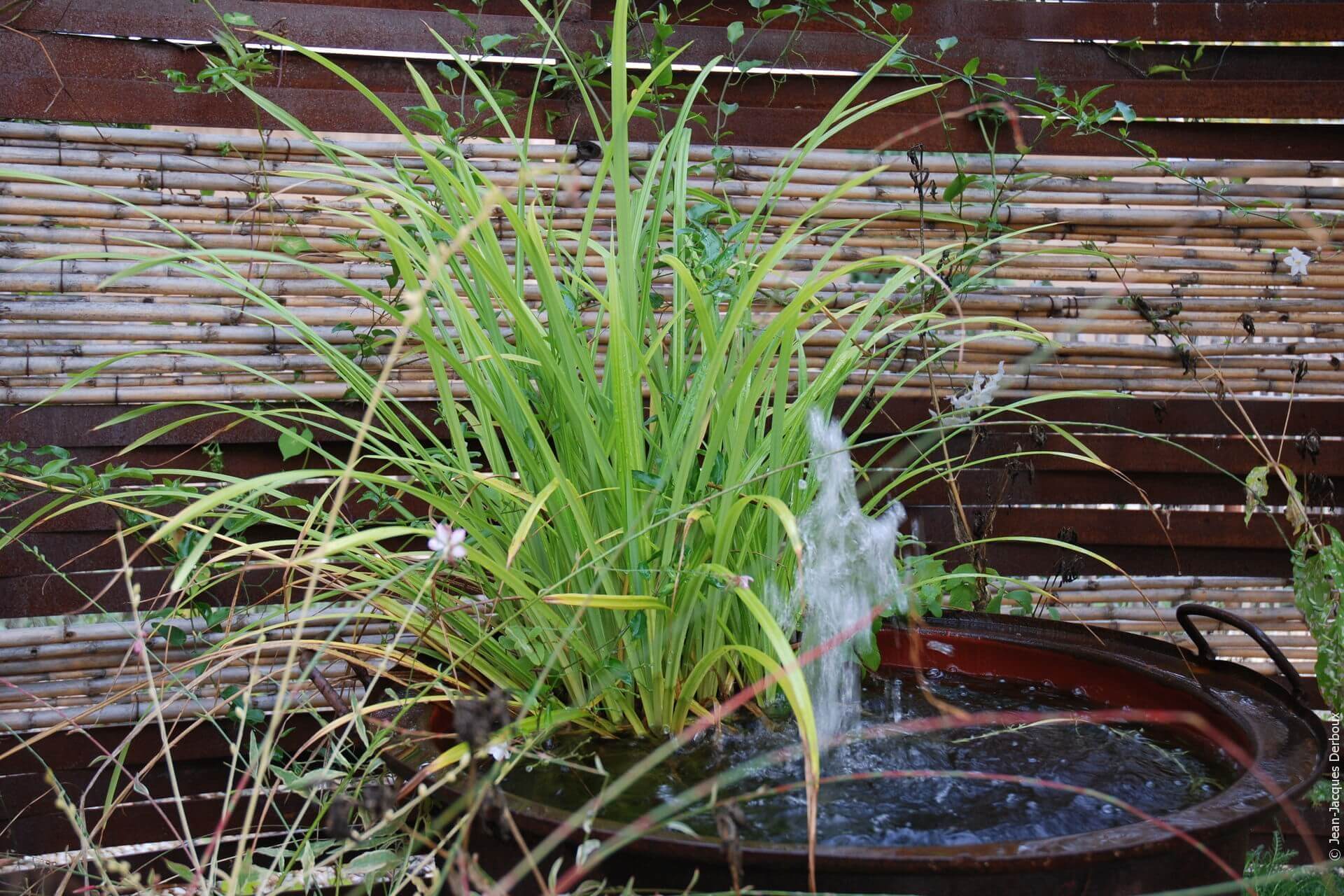 Fontaine dans un chaudron en métal brut, plante aquatique.