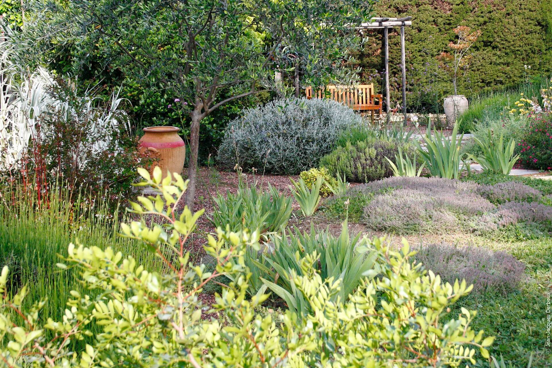 Jardin sur gravier, jardin sans arrosage, banc en bois, olivier, lavande, teucrium.