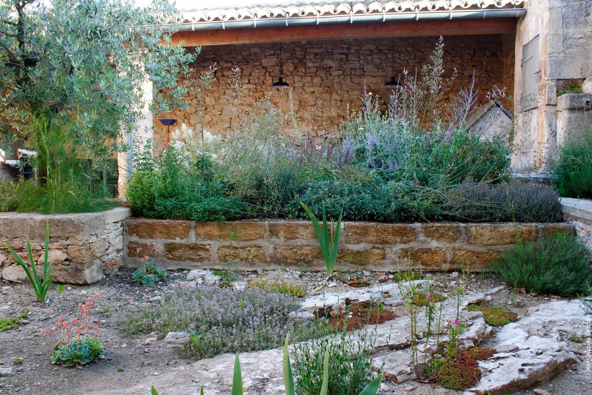 Patio maison de village, muret en pierre taillée, olivier, sol esprit garrigue, joubarde, thym, plantes aromatiques.