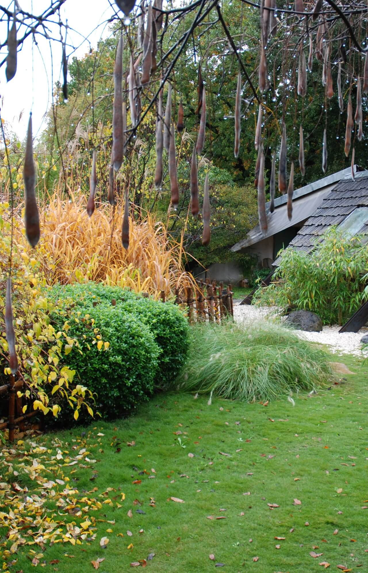 Couleur et feuilles jardin d’automne, clôture et treille en bambou d’inspiration japonaise, graines de glycine, jardin écologique.