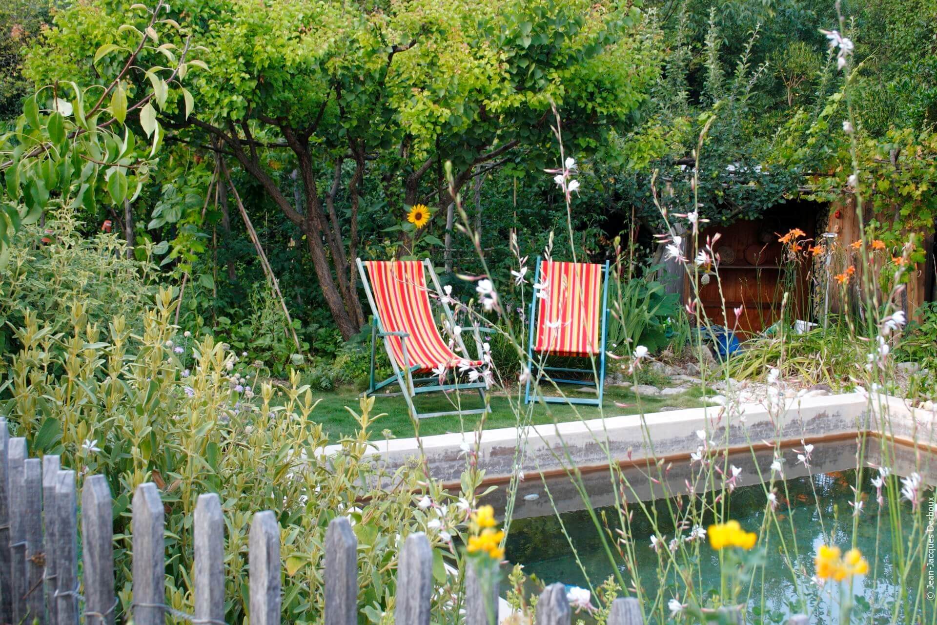 Chaise longue colorée sous abricotier, zoysia en couvre sol, piscine, phomis, ganivelle, hémérocale, jardin naturel et sans arrosage.