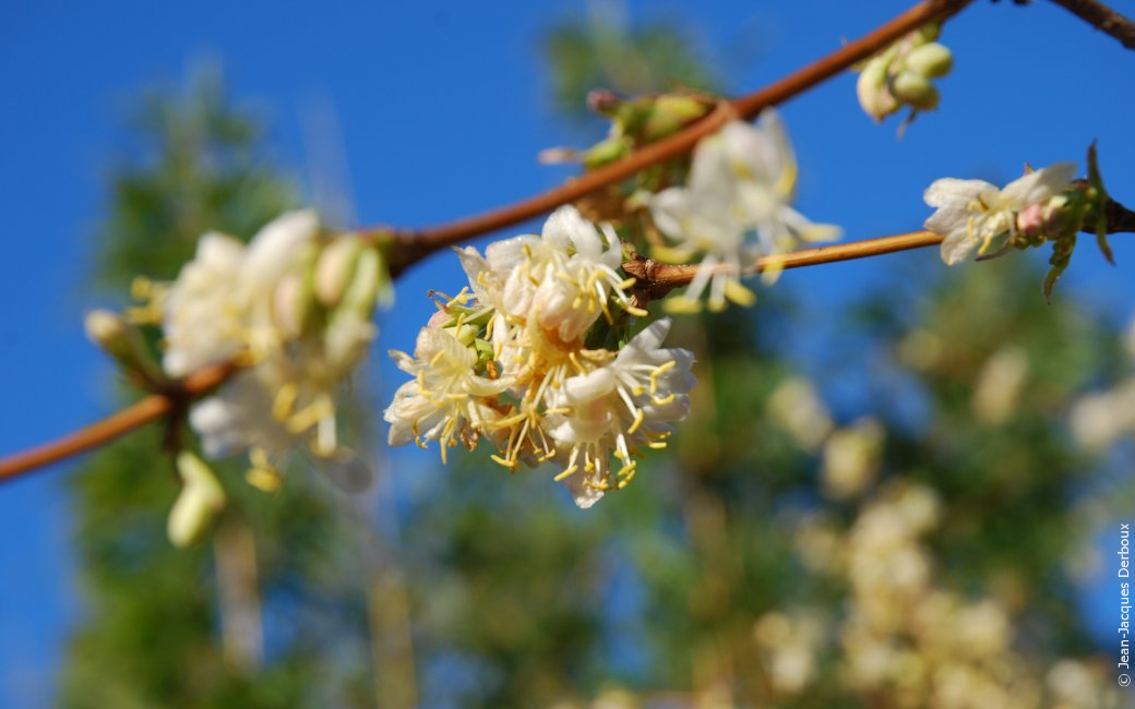 Lonicera fragantissima