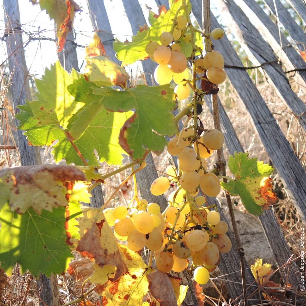 Jardin Nourricier Jardin Nourricier