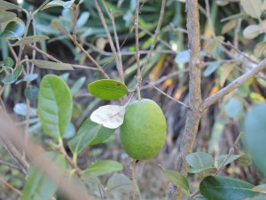 Fruit du Feijoa sellowiana, goyavier du Brésil