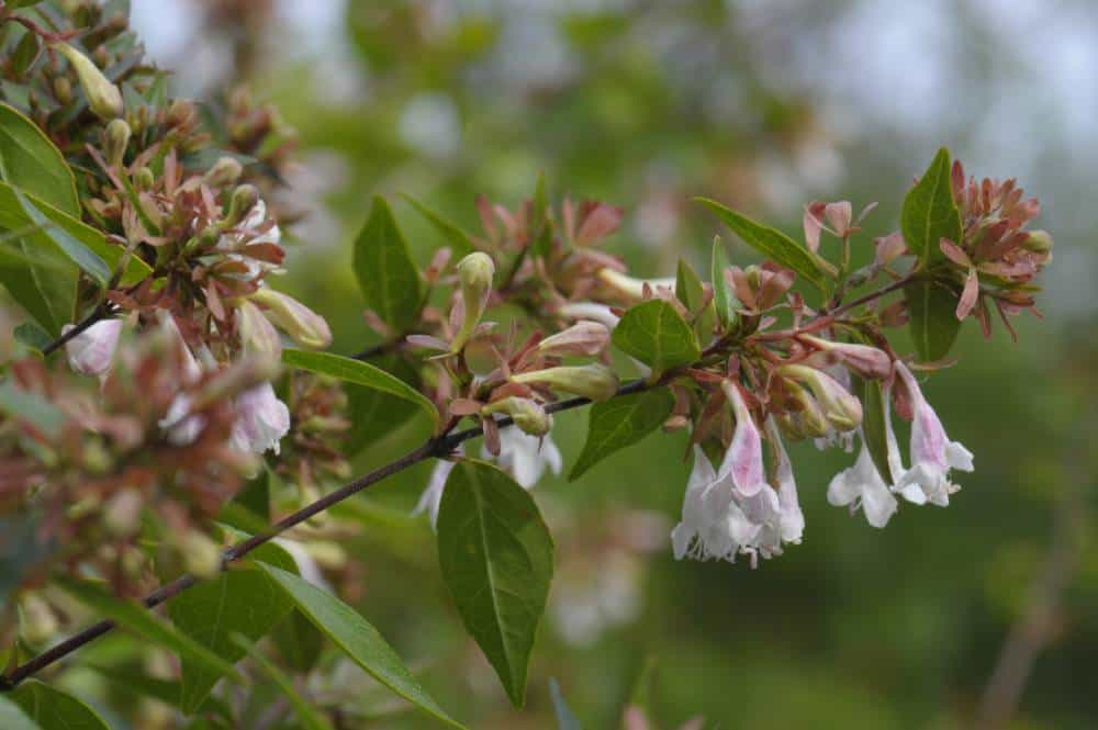 Abélia à grandes fleurs (Abelia × grandiflora), arbuste de haie pour jardin méditerranéen sans arrosage
