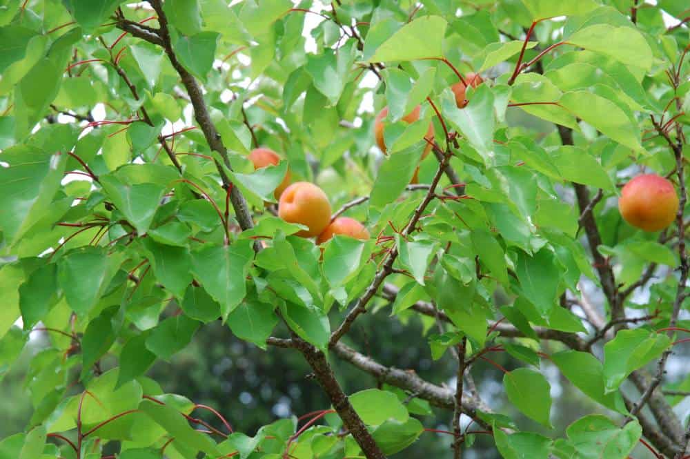 Abricotier (Prunus armeniaca), arbre fruitier pour jardin méditerranéen sans arrosage