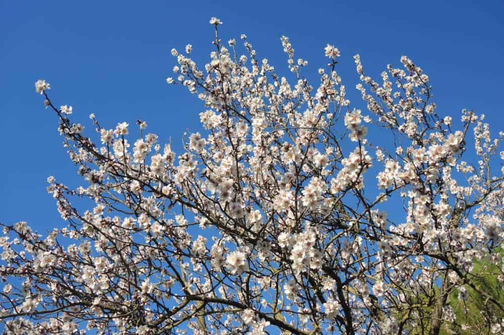 Amandier (Prunus dulcis), arbre fruitier pour jardin méditerranéen sans arrosage