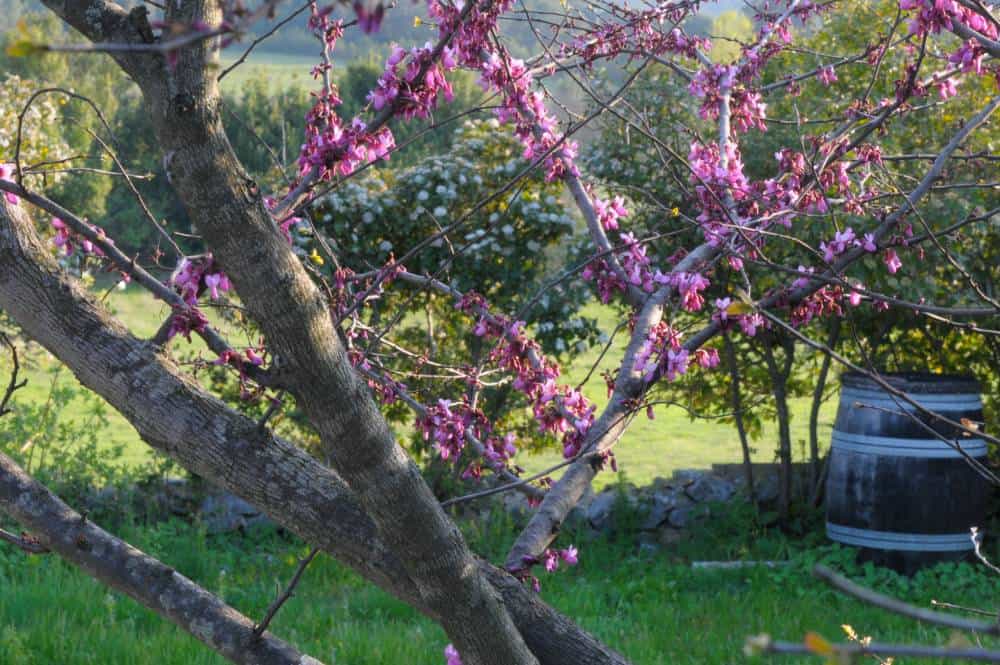 Arbre de Judée (Cercis siliquastrum), arbre à floraison rose pour jardin méditerranéen sans arrosage