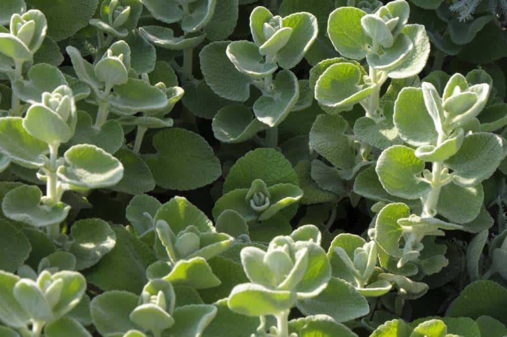 Ballote (Ballota pseudodictamnus), couvre-sol argenté pour jardin méditerranéen sans arrosage