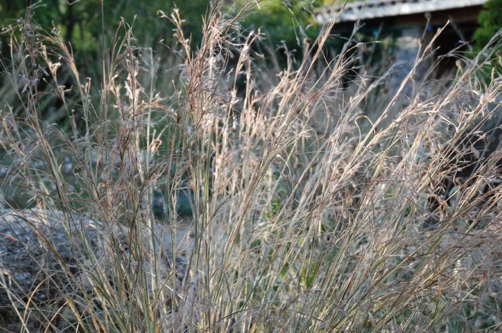 Barbon hérissé (Hyparrhenia hirta), graminée vivace pour jardin méditerranéen sans arrosage