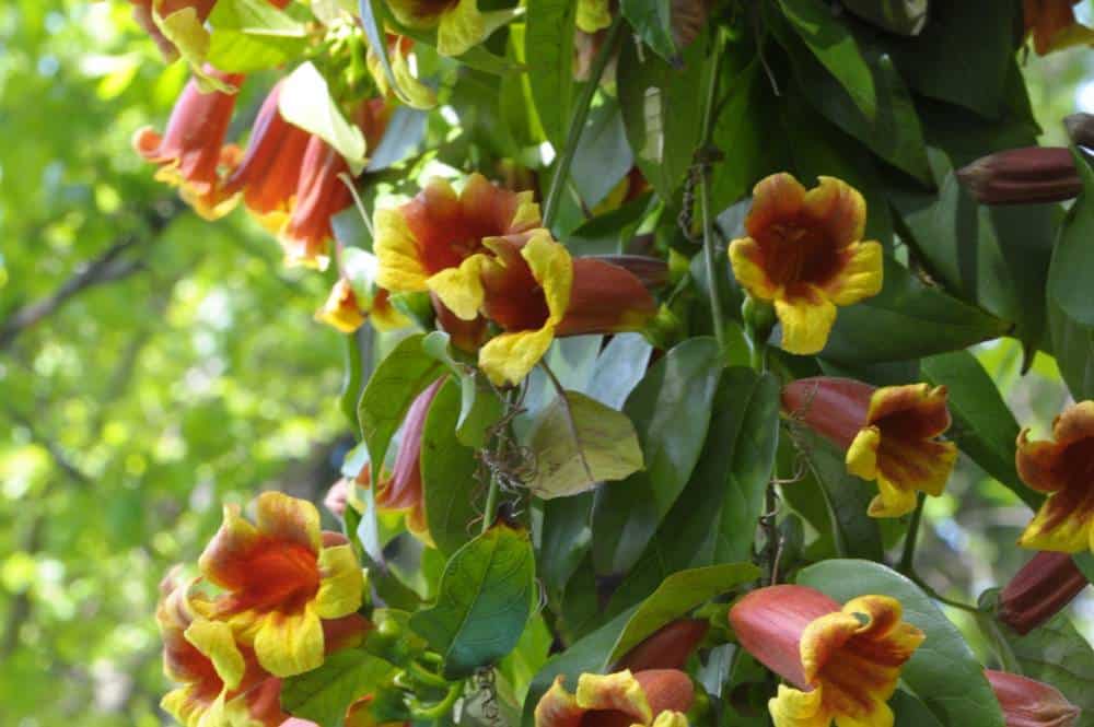 Bignone à odeur de café (Bignonia capreolata), grimpante pour jardin méditerranéen sans arrosage