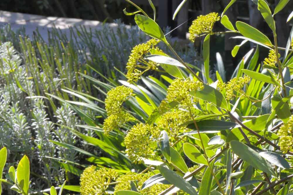 Buplèvre ligneux (Bupleurum fruticosum), arbuste de haie persistant pour jardin méditerranéen sans arrosage