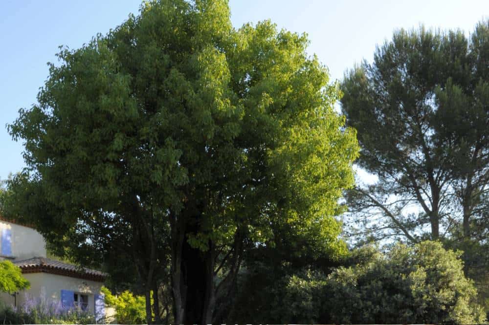 Camphrier (Cinnamomum camphora), arbre persistant pour jardin méditerranéen sans arrosage