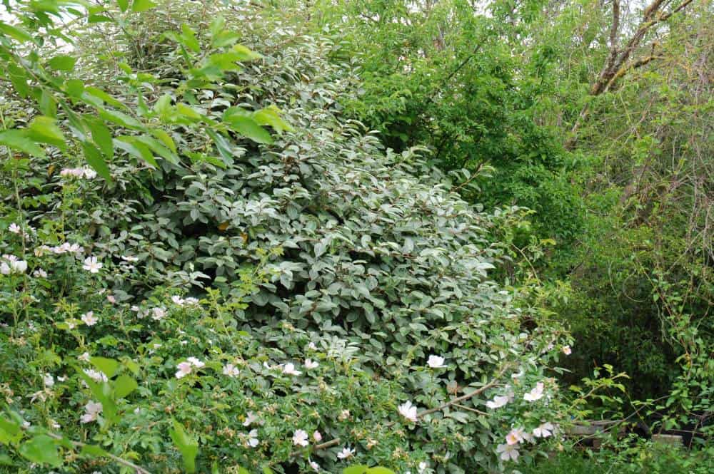 Chalef de Ebbing (Elaeagnus × ebbingei), arbuste de haie persistant pour jardin méditerranéen sans arrosage