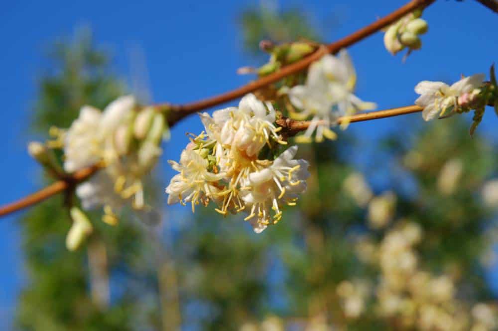 Chèvrefeuille d'hiver (Lonicera fragrantissima), arbuste de haie pour jardin méditerranéen sans arrosage