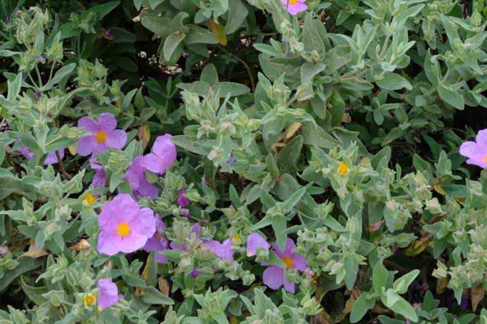 Ciste de Crète 'Bali' (Cistus creticus), vivace arbustive pour jardin méditerranéen sans arrosage