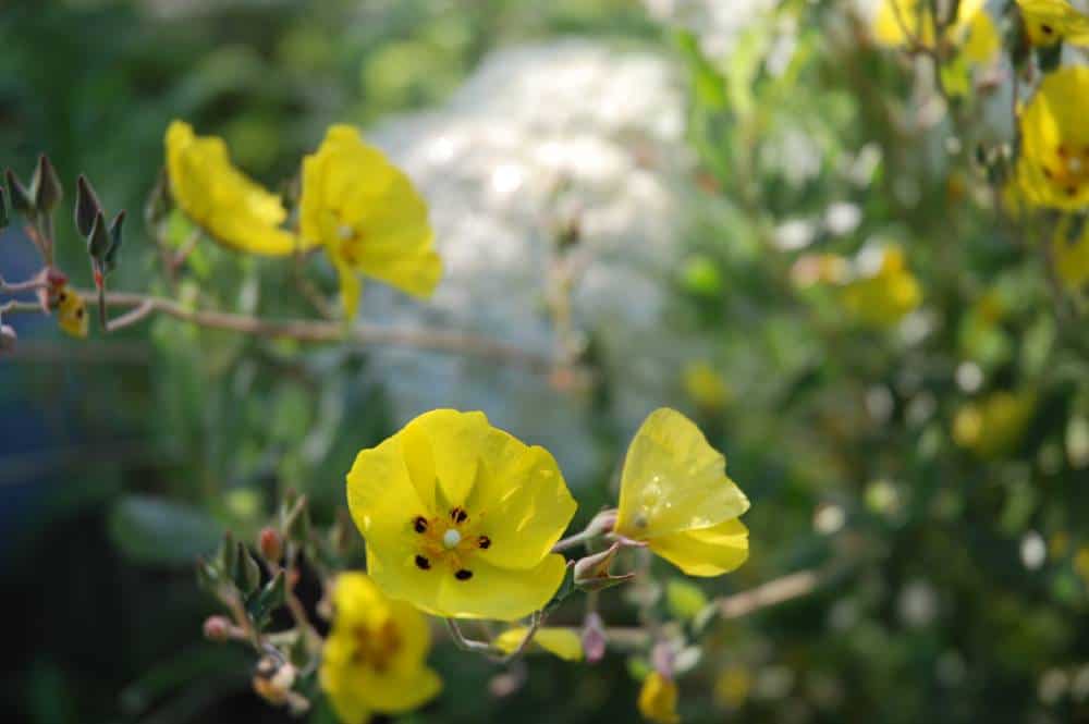 Ciste jaune (Cistus tardiflorens), vivace arbustive pour jardin méditerranéen sans arrosage