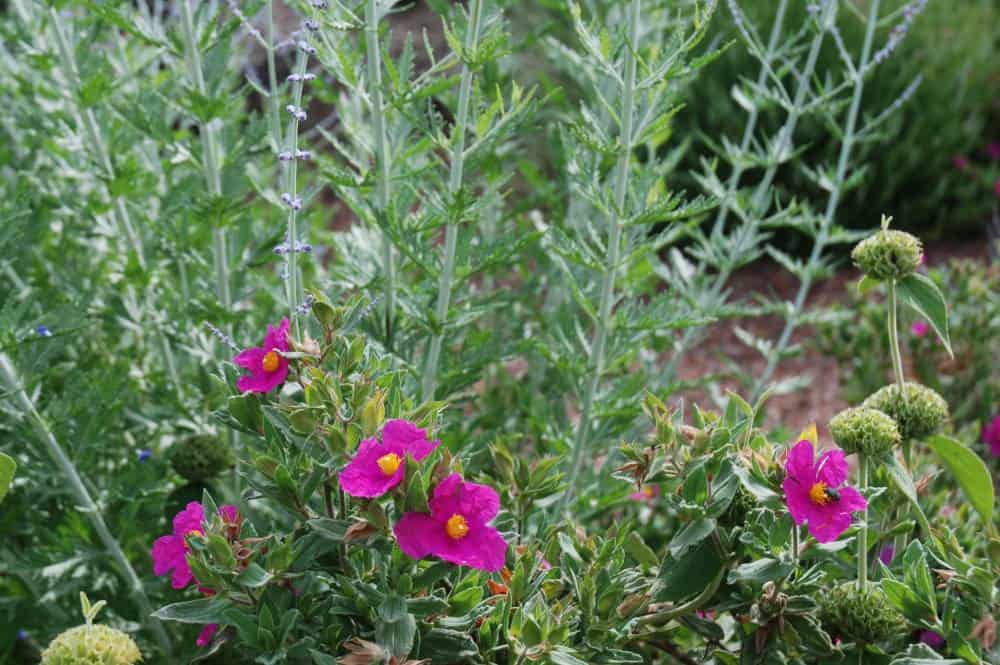 Ciste pulvérulent (Cistus × pulverulentus), couvre-sol arbustif pour jardin méditerranéen sans arrosage