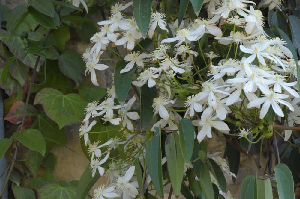 Clématite d'Armand (Clematis armandii), grimpante persistante pour jardin méditerranéen sans arrosage