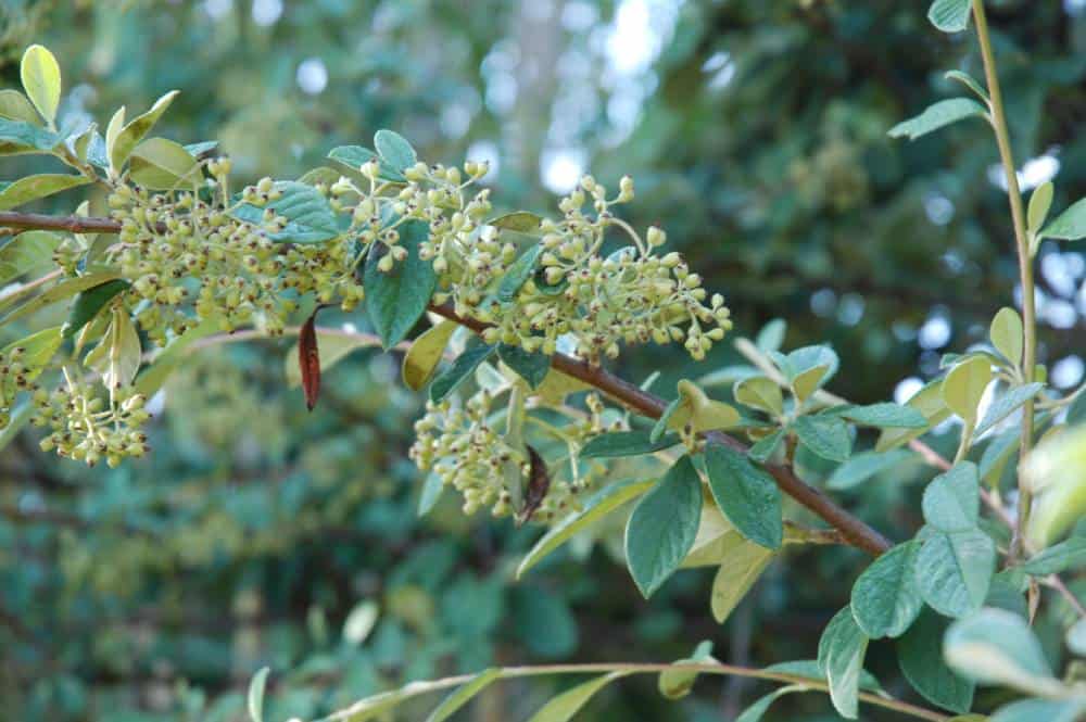 Cotonéaster laiteux (Cotoneaster lacteus), arbuste de haie pour jardin méditerranéen sans arrosage