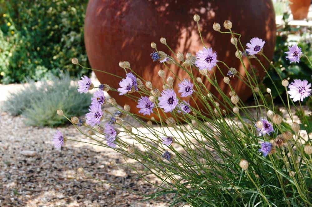 Cupidone (Catananche caerulea), vivace à fleurs bleues pour jardin méditerranéen sans arrosage