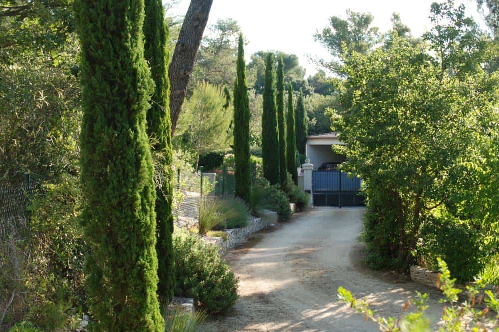 Cyprès de Florence 'Totem' (Cupressus sempervirens), arbre colonnaire pour jardin méditerranéen sans arrosage