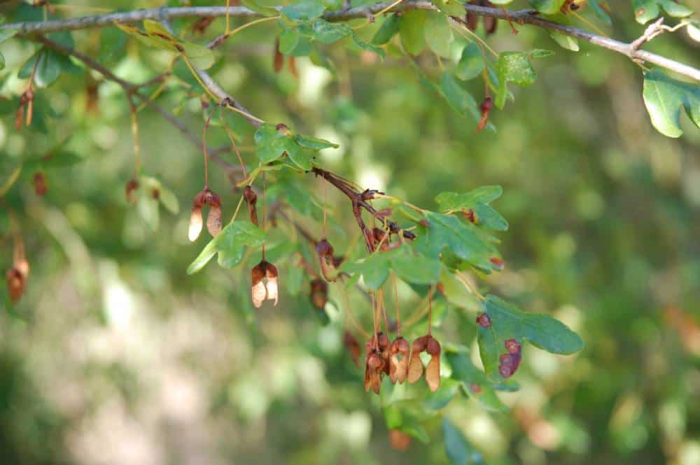 Érable de Montpellier (Acer monspessulanum), arbre pour jardin méditerranéen sans arrosage
