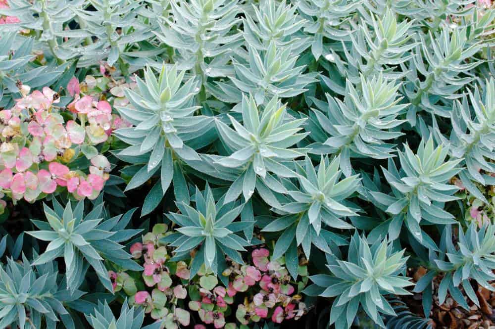 Euphorbe rigide (Euphorbia rigida), vivace pour jardin méditerranéen sans arrosage