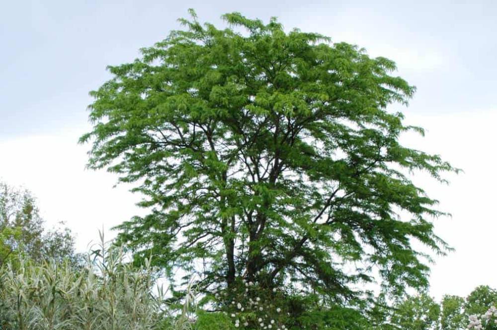 Févier d'Amérique inerme (Gleditsia triacanthos f. inermis), arbre d'ombrage pour jardin méditerranéen sans arrosage