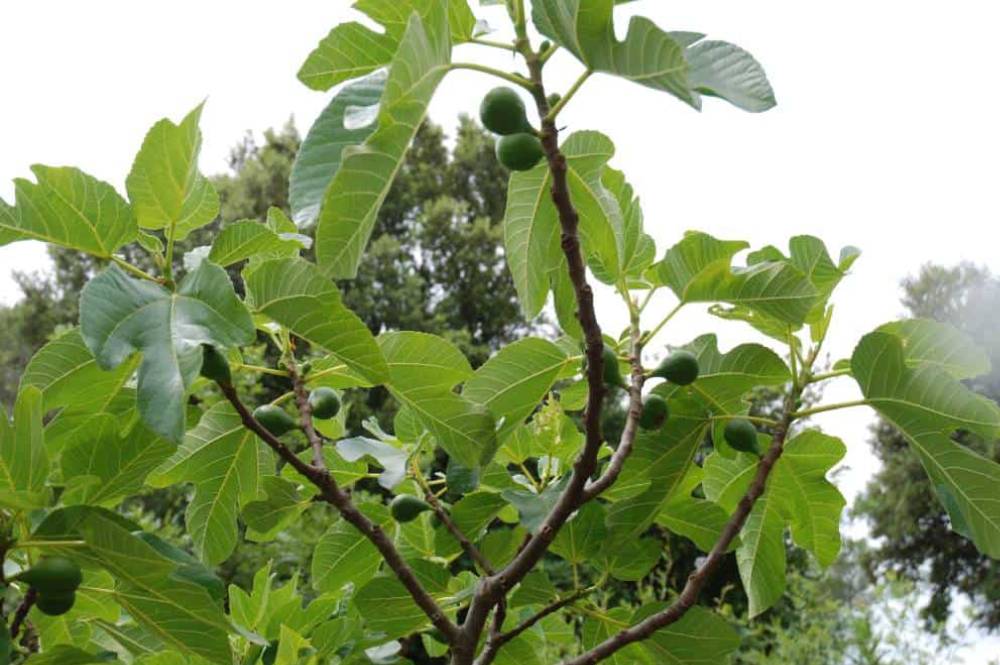 Figuier (Ficus carica), arbre fruitier pour jardin méditerranéen sans arrosage