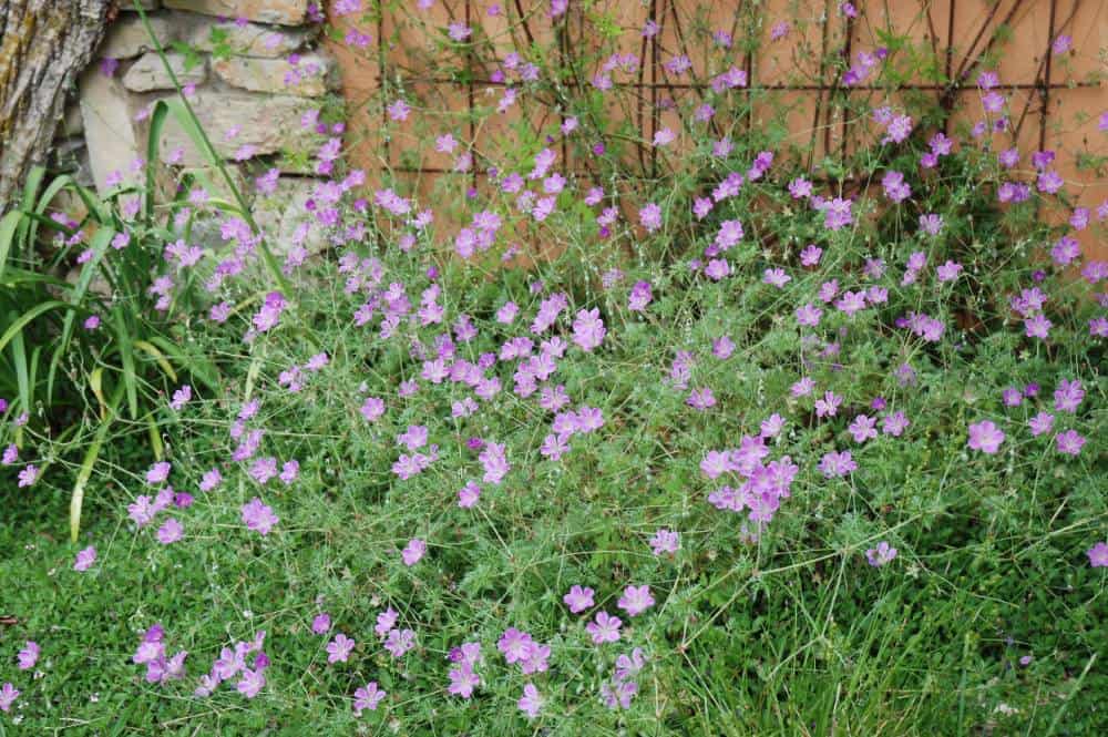 Géranium sanguin (Geranium sanguineum), vivace pour jardin méditerranéen sans arrosage