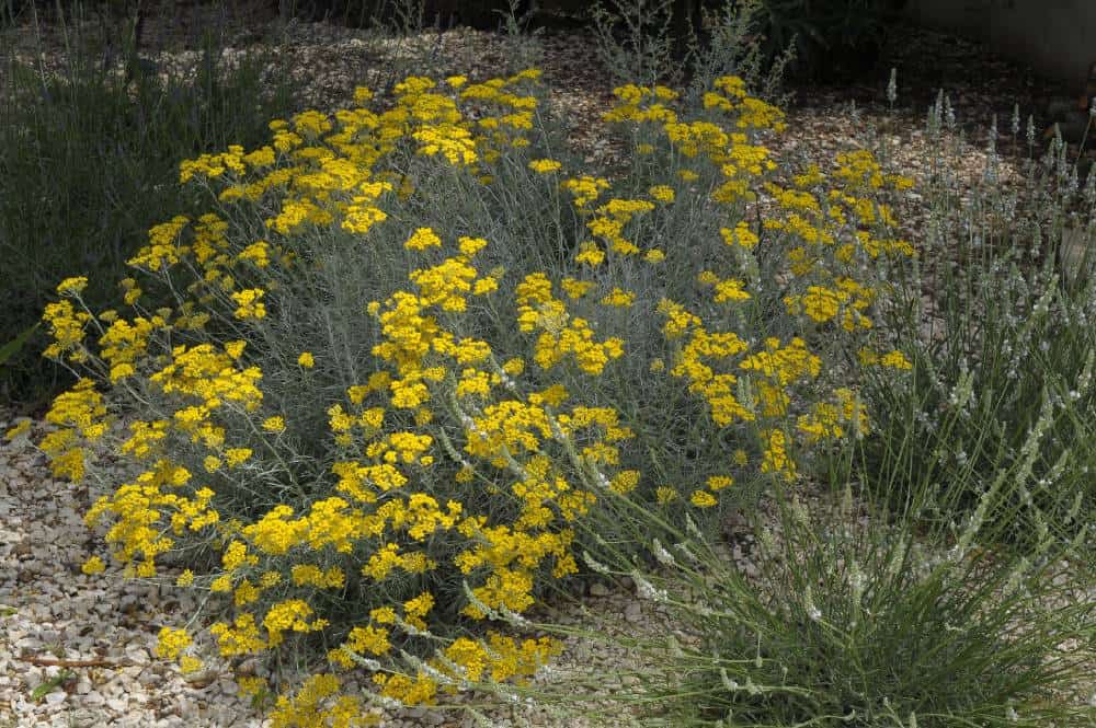Immortelle d'Italie (Helichrysum italicum), couvre-sol aromatique pour jardin méditerranéen sans arrosage