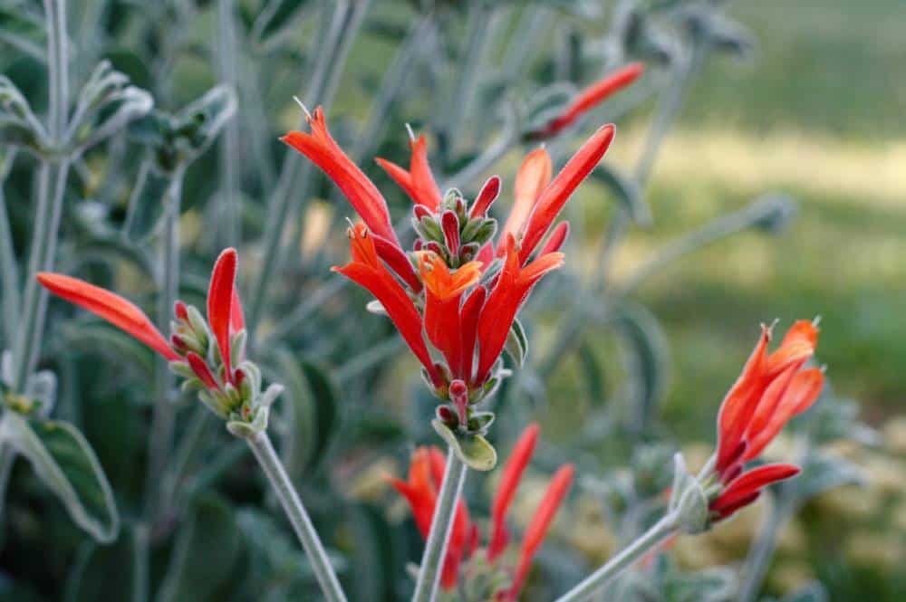 Jacobinia (Dicliptera suberecta), vivace à floraison orangée pour jardin méditerranéen sans arrosage