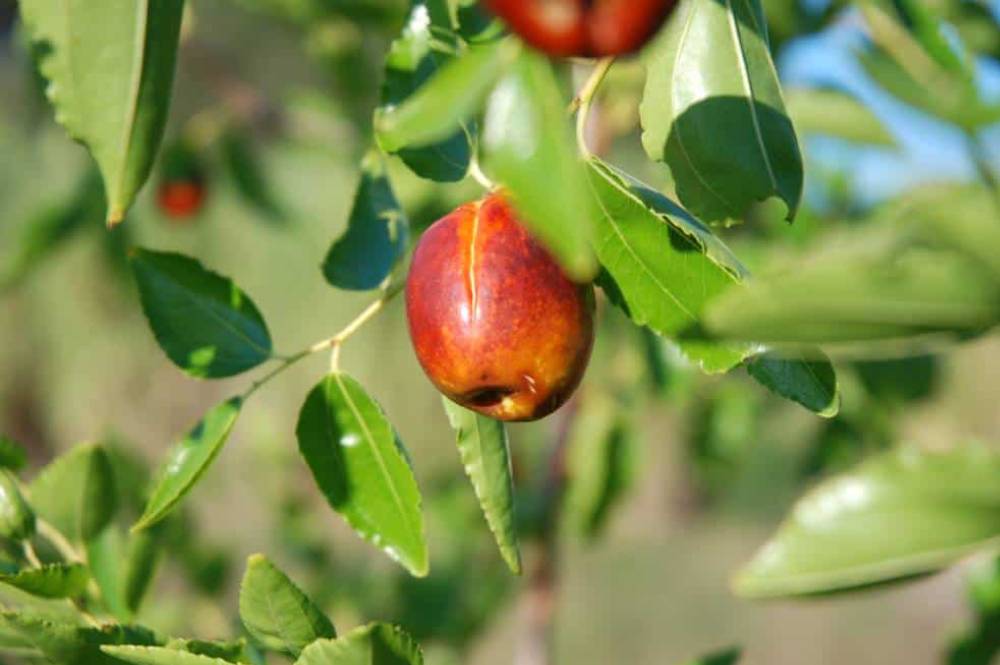Jujubier (Ziziphus jujuba), arbre fruitier pour jardin méditerranéen sans arrosage