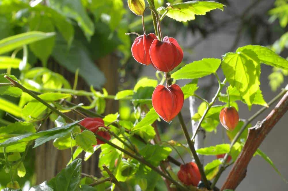 Lampion chinois (Abutilon megapotamicum), grimpante à floraison pour jardin méditerranéen sans arrosage