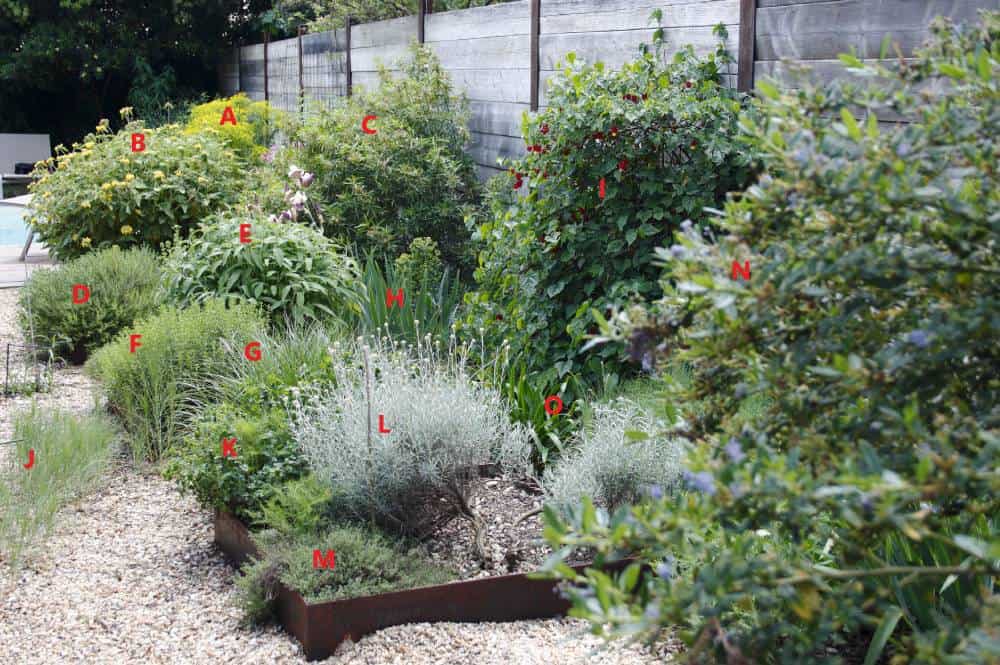 Plan légendé du massif de jardin sec méditerranéen : identification des végétaux