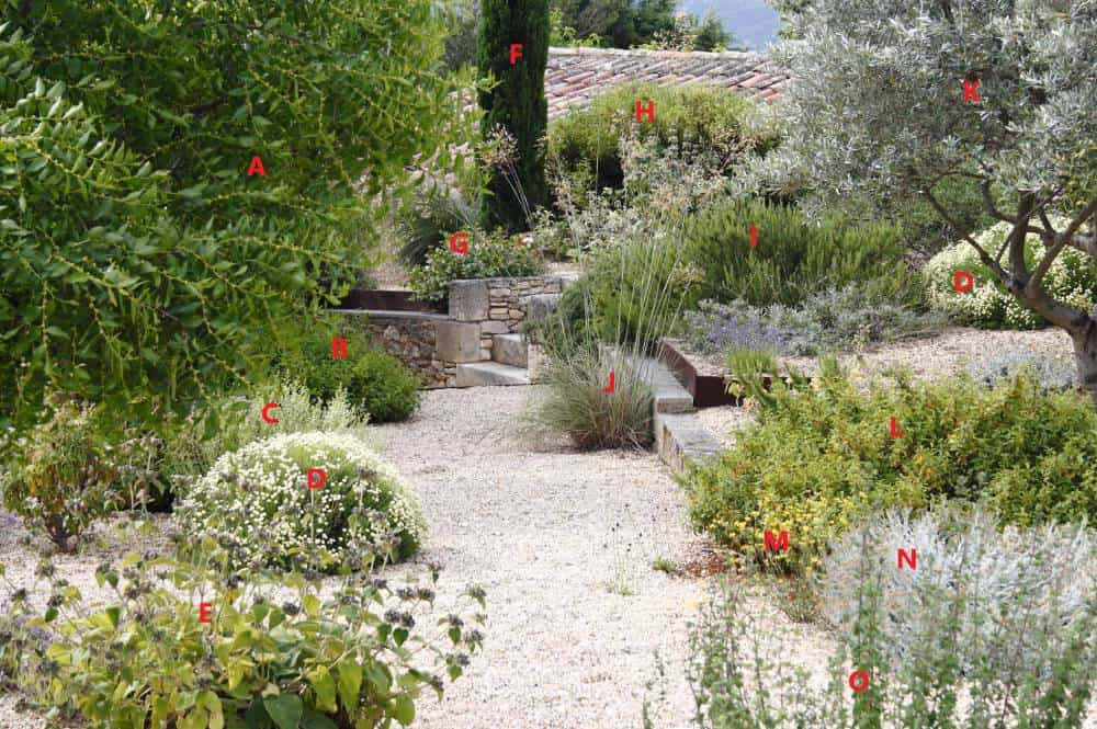 Plan légendé de la scène de jardin sec (allée en gravier) : identification des végétaux méditerranéens