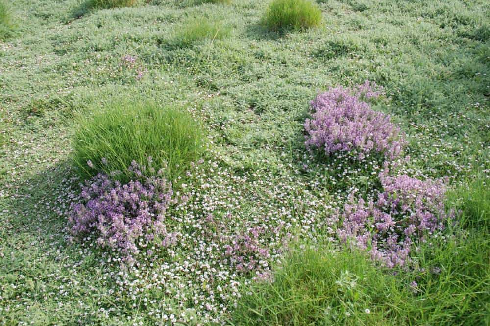 Gazon alternatif méditerranéen : lippia (Phyla nodiflora), achillée, thym serpolet et brachypode rameux, sans arrosage