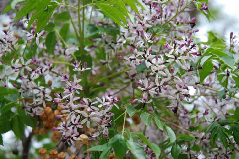 Margousier (Melia azedarach), arbre pour jardin méditerranéen sans arrosage