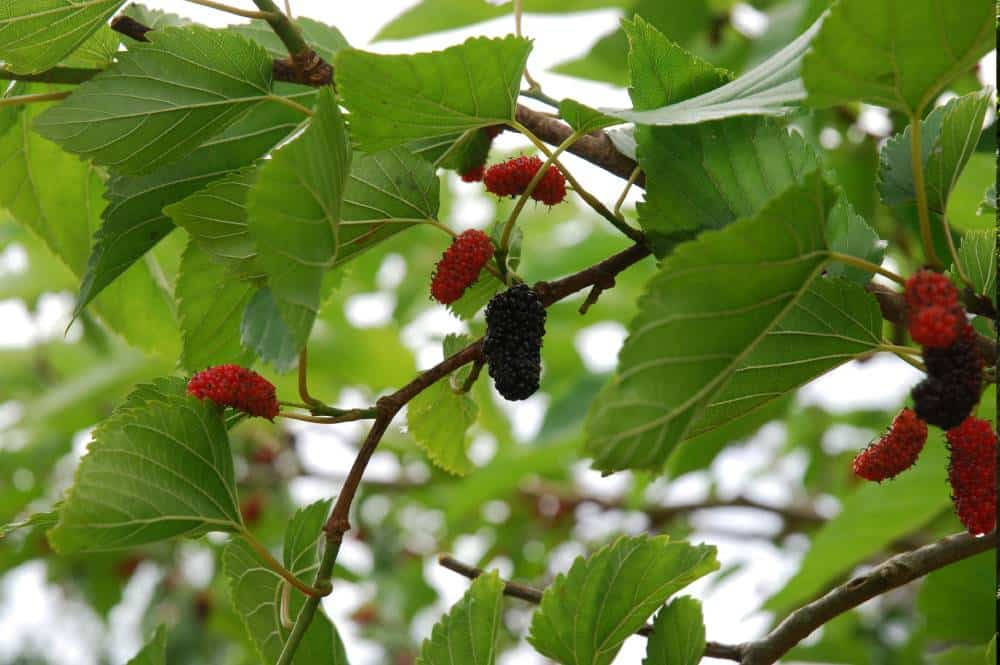 Mûrier blanc (Morus alba), arbre pour jardin méditerranéen sans arrosage