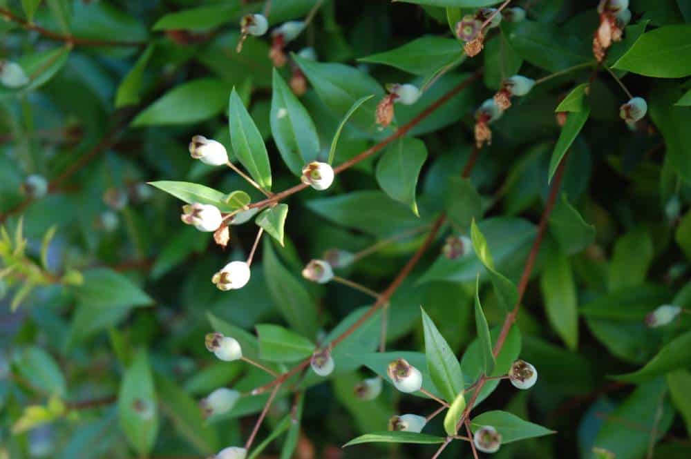 Myrte commune 'Tarentina' (Myrtus communis subsp. tarentina), arbuste de haie pour jardin méditerranéen sans arrosage