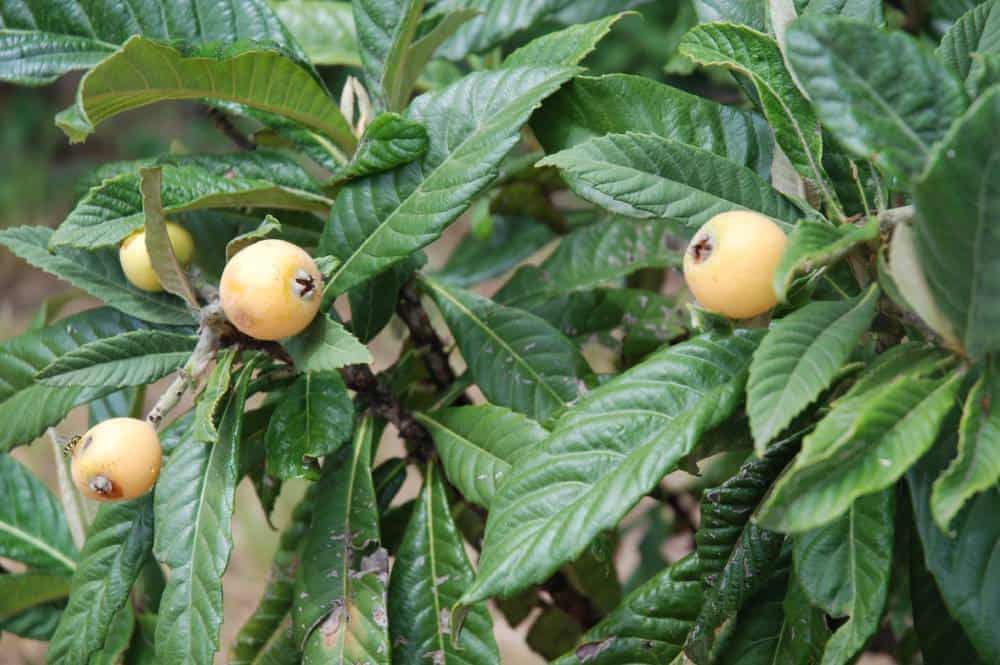 Néflier du Japon (Eriobotrya japonica), arbre fruitier persistant pour jardin méditerranéen sans arrosage