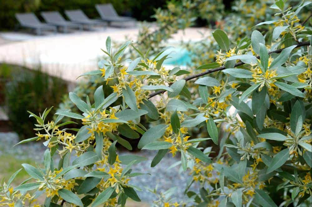 Olivier de Bohême (Elaeagnus angustifolia), arbre pour jardin méditerranéen sans arrosage