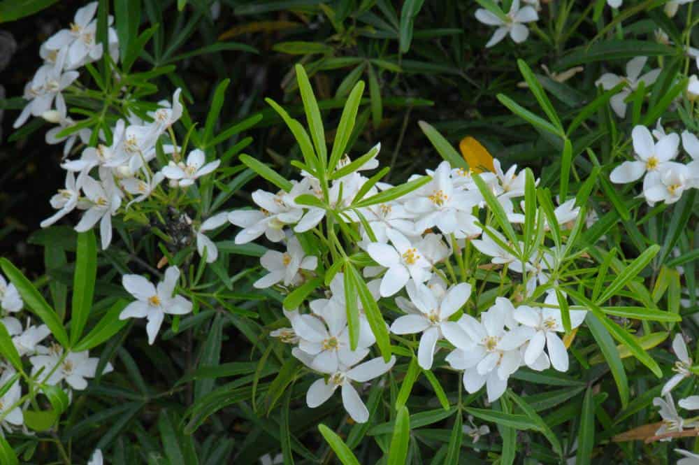 Oranger du Mexique 'Aztec Pearl' (Choisya × dewitteana), arbuste persistant pour jardin méditerranéen sans arrosage