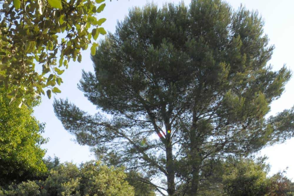 Pin d'Alep (Pinus halepensis), arbre pour jardin méditerranéen sans arrosage