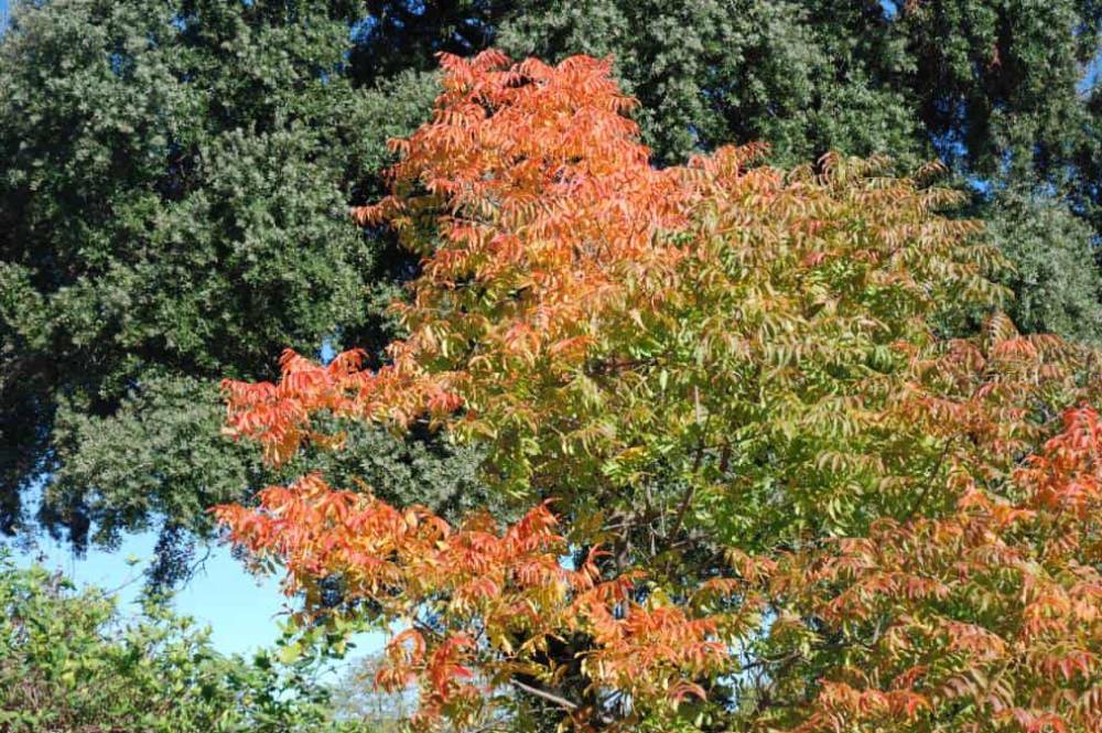 Pistachier de Chine (Pistacia chinensis), arbre pour jardin méditerranéen sans arrosage