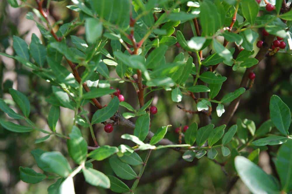 Pistachier lentisque (Pistacia lentiscus), arbuste de haie pour jardin méditerranéen sans arrosage