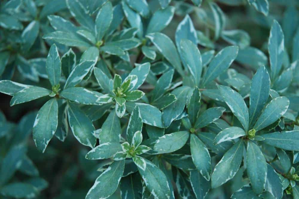 Pittosporum à feuilles étroites (Pittosporum truncatum), arbuste de haie pour jardin méditerranéen sans arrosage