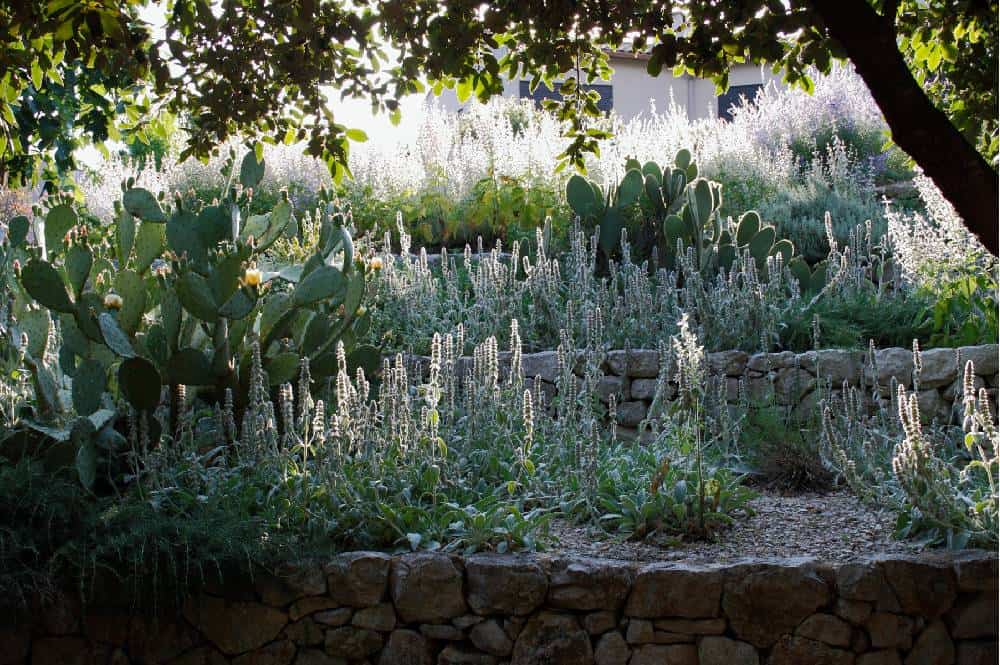 jardin sec méditerranéen avec murets en pierre sèche